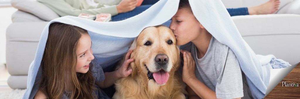 plantiva-6-tips-reduce-pet-allergies-in-home